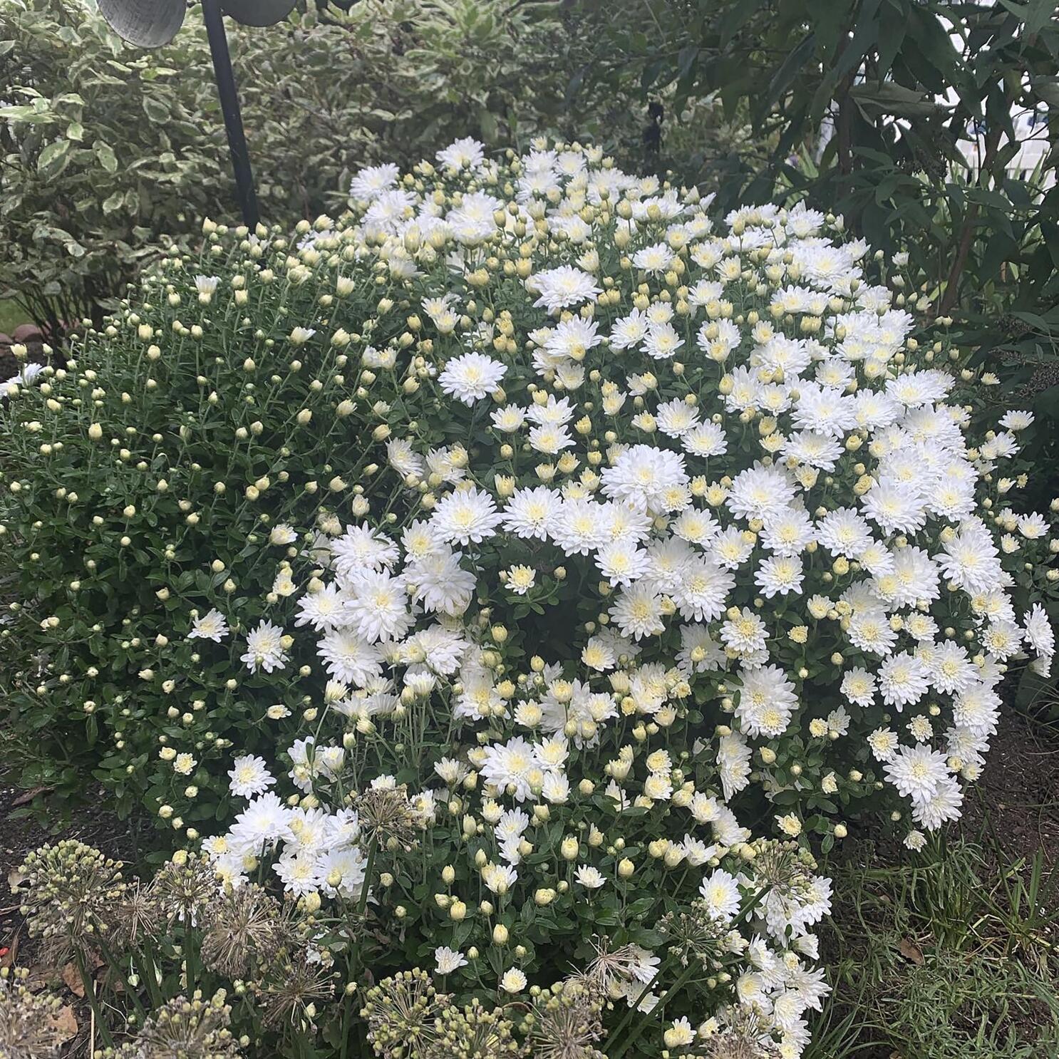 Kicked to the curb Mums are perennials you can hold onto AP News